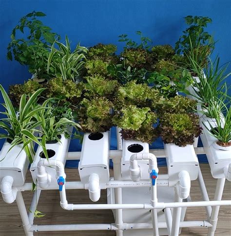 衣櫃可以對床嗎 植物栽培方法